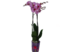 Орхидея