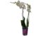 Орхидея